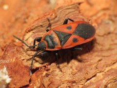 Scantius aegyptius by (c) Katja Schulz, some rights reserved (CC BY). Used under a CC-BY license.