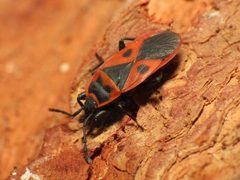 Scantius aegyptius by (c) Katja Schulz, some rights reserved (CC BY). Used under a CC-BY license.