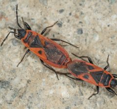Scantius aegyptius by no rights reserved, uploaded by Jesse Rorabaugh. Used under a CC0 license.