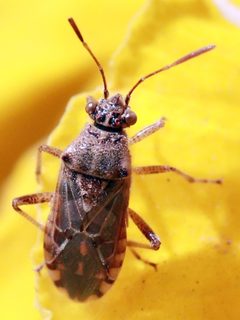Liorhyssus hyalinus by (c) Catherine C. Galley, some rights reserved (CC BY), uploaded by Catherine C. Galley. Used under a CC-BY license.