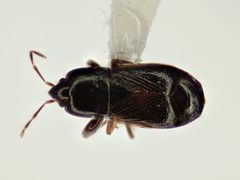 Plinthisus brevipennis by (c) Chris Ratzlaff, some rights reserved (CC BY), uploaded by Chris Ratzlaff. Used under a CC-BY license.