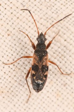 Ligyrocoris by (c) Trevor Van Loon, some rights reserved (CC BY), uploaded by Trevor Van Loon. Used under a CC-BY license.