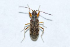 Ligyrocoris by (c) Owen Strickland, some rights reserved (CC BY), uploaded by Owen Strickland. Used under a CC-BY license.