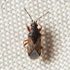 Prytanes fuscicornis by (c) Justin Williams, some rights reserved (CC BY), uploaded by Justin Williams. Used under a CC-BY license.
