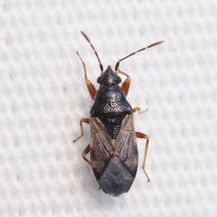 Prytanes fuscicornis by (c) Russell Pfau, some rights reserved (CC BY), uploaded by Russell Pfau. Used under a CC-BY license.