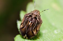Homaemus proteus by (c) Justin Williams, some rights reserved (CC BY), uploaded by Justin Williams. Used under a CC-BY license.