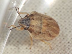 Sphyrocoris obliquus by (c) Sam Kieschnick, some rights reserved (CC BY), uploaded by Sam Kieschnick. Used under a CC-BY license.