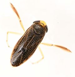 Sigara washingtonensis by no rights reserved, uploaded by Mike Palmer. Used under a CC0 license.