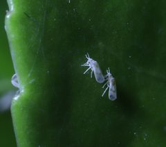 Aleyrodinae by (c) Steven Bodzin, some rights reserved (CC BY), uploaded by Steven Bodzin. Used under a CC-BY license.