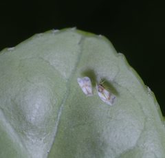 Aleyrodinae by (c) Steven Bodzin, some rights reserved (CC BY), uploaded by Steven Bodzin. Used under a CC-BY license.