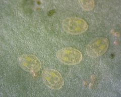 Bemisia argentifolii by no rights reserved, uploaded by Shi-wen YU. Used under a CC0 license.
