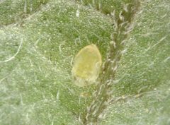 Bemisia argentifolii by no rights reserved, uploaded by Shi-wen YU. Used under a CC0 license.