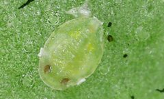 Bemisia argentifolii by no rights reserved, uploaded by 余世文. Used under a CC0 license.