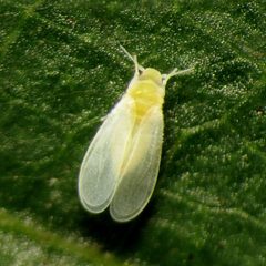 Bemisia argentifolii by (c) Katja Schulz, some rights reserved (CC BY). Used under a CC-BY license.