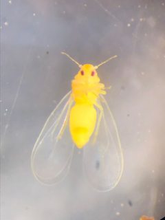 Trialeurodes by no rights reserved, uploaded by Tommy. Used under a CC0 license.