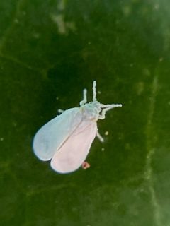 Trialeurodes by no rights reserved, uploaded by Peter Gabler. Used under a CC0 license.