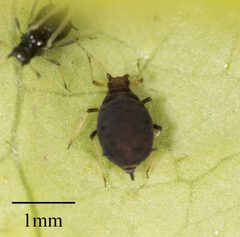 Aphis aurantii by no rights reserved, uploaded by Jesse Rorabaugh. Used under a CC0 license.