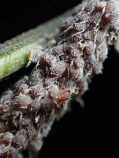 Aphis cephalanthi by (c) W Rao, some rights reserved (CC BY), uploaded by W Rao. Used under a CC-BY license.