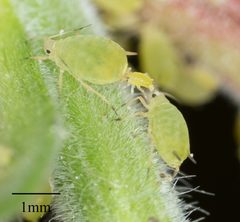 Aphis nasturtii by no rights reserved, uploaded by Jesse Rorabaugh. Used under a CC0 license.