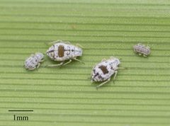 Melanaphis donacis by no rights reserved, uploaded by Jesse Rorabaugh. Used under a CC0 license.