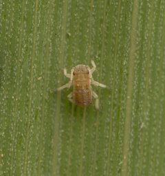 Melanaphis donacis by no rights reserved, uploaded by Jesse Rorabaugh. Used under a CC0 license.