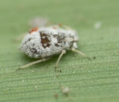 Melanaphis donacis by no rights reserved, uploaded by Jesse Rorabaugh. Used under a CC0 license.