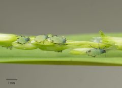 Rhopalosiphum maidis by no rights reserved, uploaded by Jesse Rorabaugh. Used under a CC0 license.
