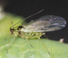 Hyperomyzus pallidus by no rights reserved, uploaded by Jesse Rorabaugh. Used under a CC0 license.
