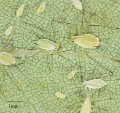 Illinoia liriodendri by no rights reserved, uploaded by Jesse Rorabaugh. Used under a CC0 license.