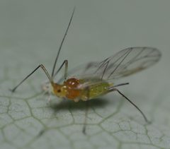 Illinoia liriodendri by no rights reserved, uploaded by Adam Kranz. Used under a CC0 license.