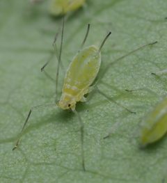 Illinoia liriodendri by no rights reserved, uploaded by Adam Kranz. Used under a CC0 license.