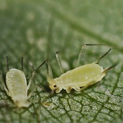 Illinoia liriodendri by (c) Bill Keim, some rights reserved (CC BY). Used under a CC-BY license.