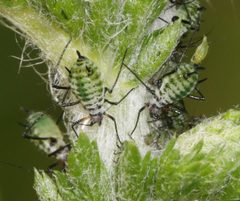 Macrosiphoniella millefolii by (c) Sandy Rae, some rights reserved (CC BY). Used under a CC-BY license.