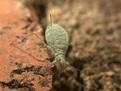 Macrosiphum albifrons by (c) Jarro Nevsbaru, some rights reserved (CC BY), uploaded by Jarro Nevsbaru. Used under a CC-BY license.