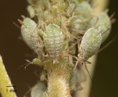 Macrosiphum albifrons by no rights reserved, uploaded by Jesse Rorabaugh. Used under a CC0 license.