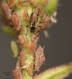 Macrosiphum rosae by no rights reserved, uploaded by Jesse Rorabaugh. Used under a CC0 license.