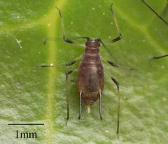 Macrosiphum rosae by no rights reserved, uploaded by Jesse Rorabaugh. Used under a CC0 license.