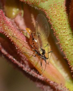Macrosiphum rosae by (c) David Anderson, some rights reserved (CC BY), uploaded by David Anderson. Used under a CC-BY license.