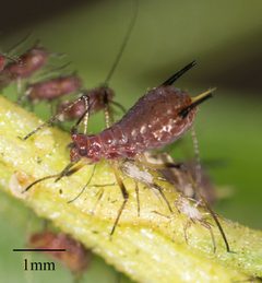 Uroleucon ambrosiae by no rights reserved, uploaded by Jesse Rorabaugh. Used under a CC0 license.