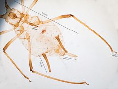 Uroleucon ambrosiae by no rights reserved, uploaded by Jesse Rorabaugh. Used under a CC0 license.