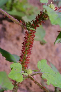 Uroleucon ambrosiae by (c) Michelle W. （鍾偉瑋）, some rights reserved (CC BY), uploaded by Michelle W. （鍾偉瑋）. Used under a CC-BY license.