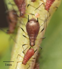 Uroleucon ambrosiae by no rights reserved, uploaded by Jesse Rorabaugh. Used under a CC0 license.