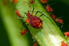 Uroleucon obscuricaudatum by (c) Alec McClay, some rights reserved (CC BY), uploaded by Alec McClay. Used under a CC-BY license.