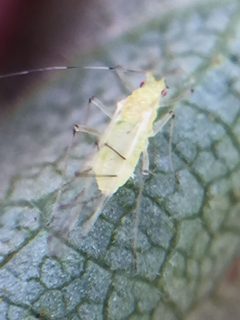 Calaphis flava by (c) Stephen Thorpe, some rights reserved (CC BY), uploaded by Stephen Thorpe. Used under a CC-BY license.