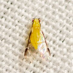 Monellia caryella by (c) Justin Williams, some rights reserved (CC BY), uploaded by Justin Williams. Used under a CC-BY license.