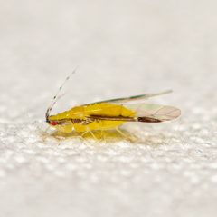 Monellia caryella by (c) Justin Williams, some rights reserved (CC BY), uploaded by Justin Williams. Used under a CC-BY license.
