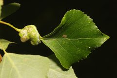 Pemphigus spyrothecae by no rights reserved, uploaded by Stephen James McWilliam. Used under a CC0 license.