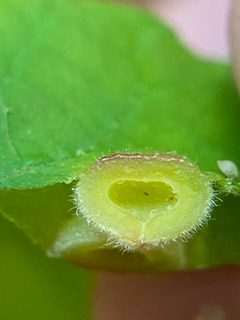 Phylloxera caryaeavellana by (c) Emily Summerbell, some rights reserved (CC BY), uploaded by Emily Summerbell. Used under a CC-BY license.