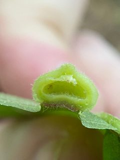 Phylloxera caryaeavellana by (c) Emily Summerbell, some rights reserved (CC BY), uploaded by Emily Summerbell. Used under a CC-BY license.