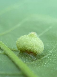 Phylloxera caryaeavellana by (c) Emily Summerbell, some rights reserved (CC BY), uploaded by Emily Summerbell. Used under a CC-BY license.